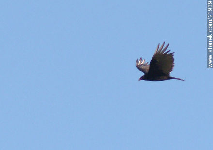 Vulture - Department of Maldonado - URUGUAY. Photo #21939