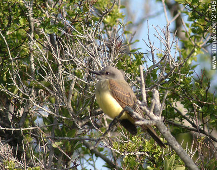 Tropical Kingbird - Department of Maldonado - URUGUAY. Photo #21945
