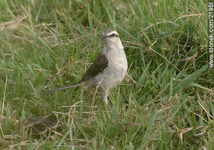 Chalk-browed Mockingbird - Fauna - MORE IMAGES. Photo #21951