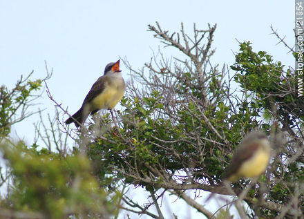 Tropical Kingbird - Fauna - MORE IMAGES. Photo #21954