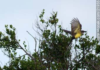 Tropical Kingbird - Fauna - MORE IMAGES. Photo #21955
