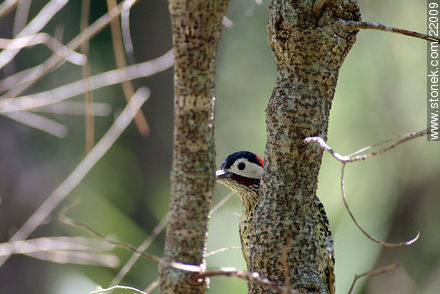 Woodpecker - Fauna - MORE IMAGES. Photo #22009
