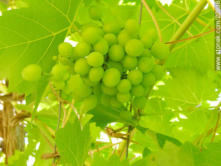 Vid, uvas - Flora - IMÁGENES VARIAS. Foto No. 22036