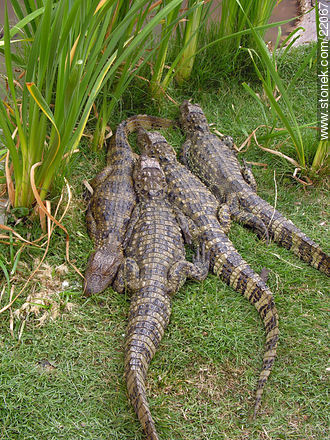 Cría de caimanes en Cerros Azules - Departamento de Maldonado - URUGUAY. Foto No. 22067