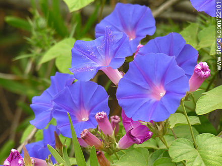 Campanillas azules - Flora - IMÁGENES VARIAS. Foto No. 22101