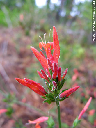  - Flora - IMÁGENES VARIAS. Foto No. 22144