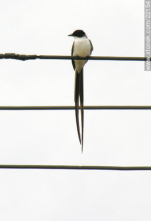 Fork-tailed Flycatcher - Fauna - MORE IMAGES. Photo #22154