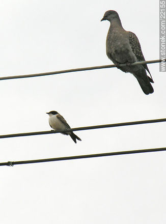 Fork-tailed Flycatcher and pigeon - Fauna - MORE IMAGES. Photo #22155