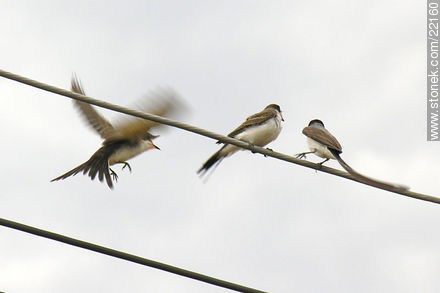 Fork-tailed Flycatcher - Department of Maldonado - URUGUAY. Photo #22160