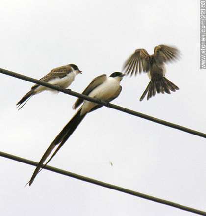 Fork-tailed Flycatcher - Fauna - MORE IMAGES. Photo #22163