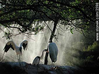 Storks. - Department of Maldonado - URUGUAY. Photo #2398