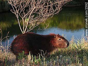 Capybara - Department of Maldonado - URUGUAY. Photo #2392
