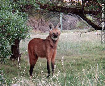 Aguará Guazú - Departamento de Maldonado - URUGUAY. Foto No. 2411