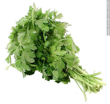 Parsley -  - MORE IMAGES. Photo #23299