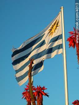 La bandera uruguaya. - Departamento de Montevideo - URUGUAY. Foto No. 4013