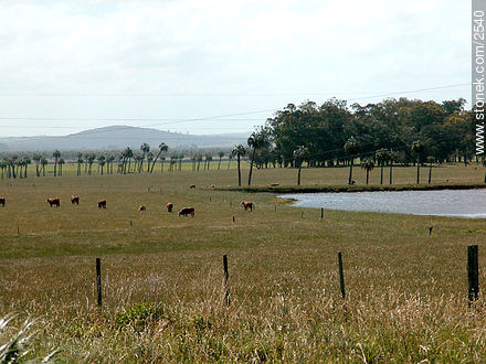  - Departamento de Rocha - URUGUAY. Foto No. 2540