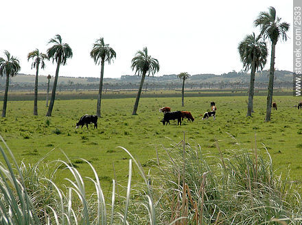 Palm groves. - Department of Rocha - URUGUAY. Foto No. 2533