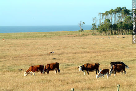  - Departamento de Rocha - URUGUAY. Foto No. 11567