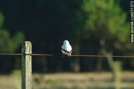 Monjita o viudita blanca - Fauna - IMÁGENES VARIAS. Foto No. 11573