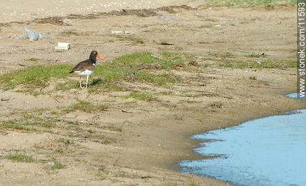  - Departamento de Rocha - URUGUAY. Foto No. 11593