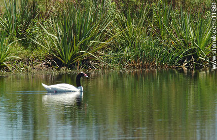  - Departamento de Rocha - URUGUAY. Foto No. 11661