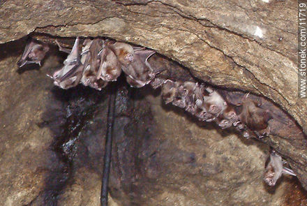 Vampiros en una cueva de las Grutas de Salamanca, Maldonado, Uruguay. - Fauna - IMÁGENES VARIAS. Foto No. 11719