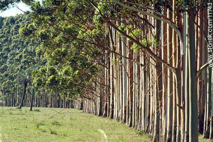 Bosque de Eucaliptos - Departamento de Rocha - URUGUAY. Foto No. 11743