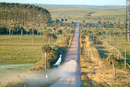 Dust trail in the Camino del Indio. Route 16 between the palm trees.  - Department of Rocha - URUGUAY. Foto No. 11768