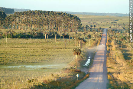Camino del Indio. Route 16 between the palm trees.  - Department of Rocha - URUGUAY. Photo #11770