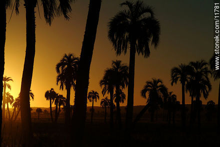 Palm trees at sunset - Department of Rocha - URUGUAY. Photo #11781