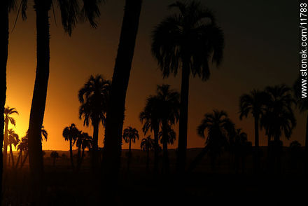 Palm trees at sunset - Department of Rocha - URUGUAY. Photo #11783