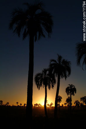 Palm trees at sunset - Department of Rocha - URUGUAY. Photo #11784