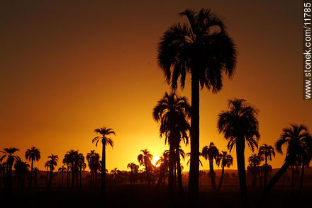 Palm trees at sunset - Department of Rocha - URUGUAY. Foto No. 11785