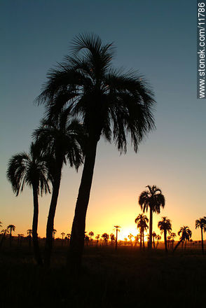 Palm grove at sunset - Department of Rocha - URUGUAY. Photo #11786