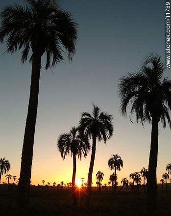 Palm grove at dusk - Department of Rocha - URUGUAY. Photo #11789