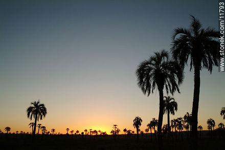 Palm grove at dusk - Department of Rocha - URUGUAY. Photo #11793