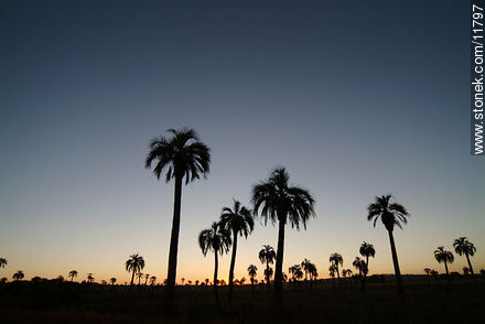 Palm grove at dusk - Department of Rocha - URUGUAY. Photo #11797