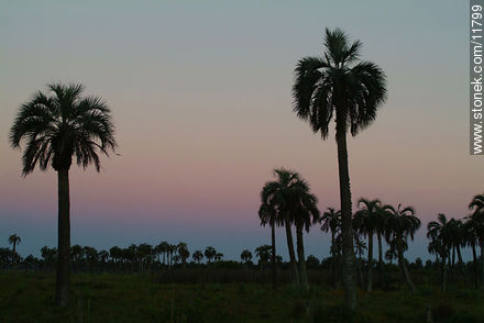 Palm grove at dusk - Department of Rocha - URUGUAY. Photo #11799