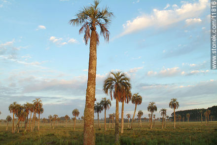  - Departamento de Rocha - URUGUAY. Foto No. 11816