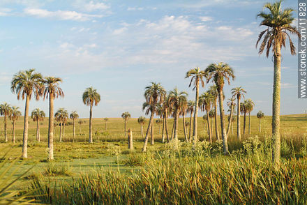  - Departamento de Rocha - URUGUAY. Foto No. 11828