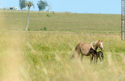 Yegua y su potrillo en el campo - Departamento de Rocha - URUGUAY. Foto No. 11896