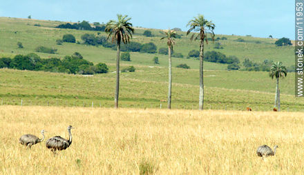 Ñandúes - Departamento de Rocha - URUGUAY. Foto No. 11953