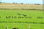 Arrozal con bandadada de garibaldinos - Foto #11882