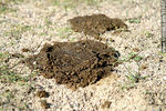 Excremento de vaca - Foto #11907