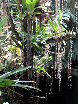  - Departamento de Rocha - URUGUAY. Foto No. 2706