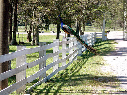 Peacock. - Department of Rocha - URUGUAY. Photo #2737