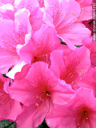  - Flora - IMÁGENES VARIAS. Foto No. 4357