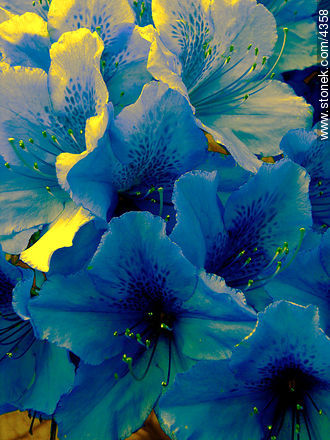  - Flora - IMÁGENES VARIAS. Foto No. 4358