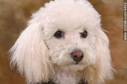  - Fauna - IMÁGENES VARIAS. Foto No. 4403