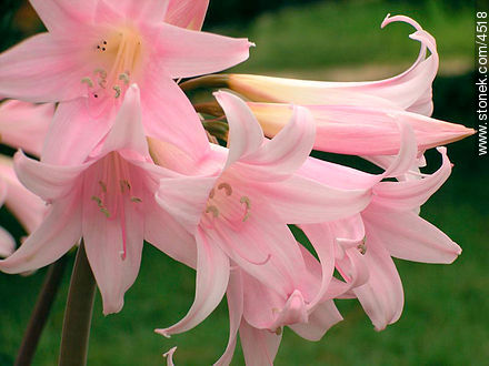 Azucena de flor rosada - Flora - IMÁGENES VARIAS. Foto No. 4518